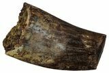 Fossil Raptor (Paronychodon?) Partial Tooth - Montana #341041-1